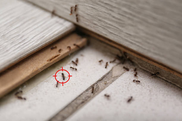 Best Mosquito Control Services  in Brandywine Bay, NC