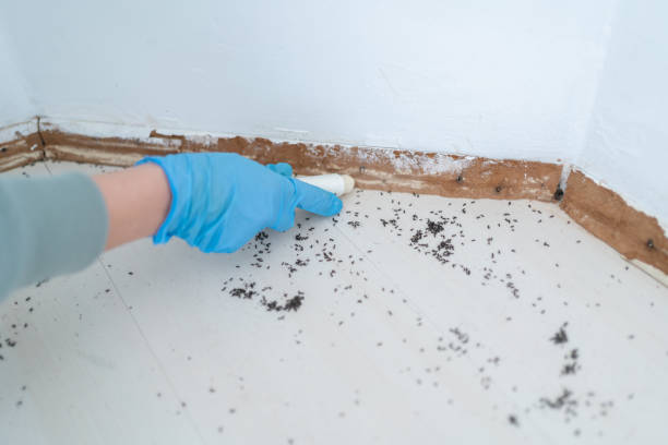 Best Pest Control Treatment  in Brandywine Bay, NC